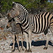 Zebra Mother And Baby Poster