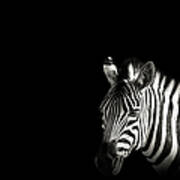 Zebra Portrait In Black Background Poster