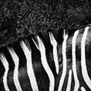 Zebra Stripes Poster