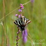 Zebra Swallowtail Poster