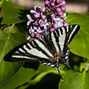Zebra Swallowtail On Lilac Poster