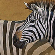 Zebra Trio Poster