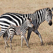 Zebra With Young Foal, Masai Mara Poster
