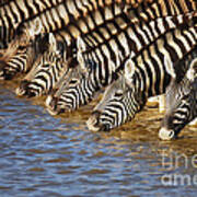 Zebras Drinking Poster