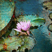 Zen Water Lily Poster