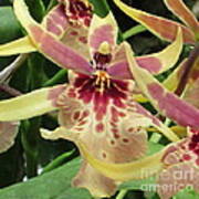 Cymbidium Orchids Poster
