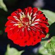 Zinnia Red Flower Floral Decor Macro Closeup Poster