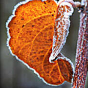 Leaf Outlined In Frost Poster