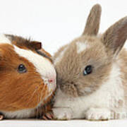 Baby Rabbit And Guinea Pig #1 Poster