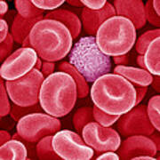 Blood Cells, Sem #1 Poster