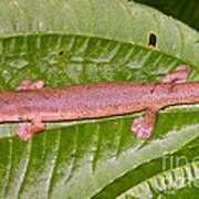 Bolitoglossine Salamander #1 Poster