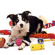 Border Collie With Toys #1 Poster