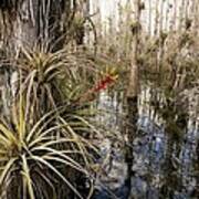 Bromeliad (tillandsia Fasciculata) #1 Poster