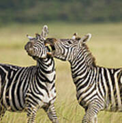 Burchells Zebra Equus Burchellii #1 Poster