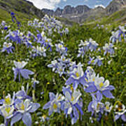 Colorado Blue Columbine Flowers #1 Poster