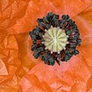 Common Poppy (papaver Rhoeas) #1 Poster
