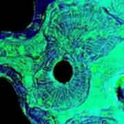 Compact Bone, Light Micrograph #1 Poster