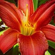 Daylily Flower #1 Poster