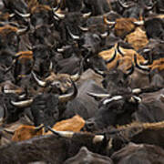 Domestic Cattle Bos Taurus Being Herded #1 Poster