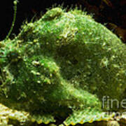 Frogfish #1 Poster
