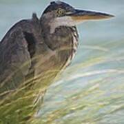 Great Blue Heron  #1 Poster