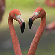 Greater Flamingo Phoenicopterus Ruber #1 Poster