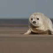 Grey Seal Pup #1 Poster