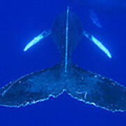Humpback Whale Pair Maui Hawaii #1 Poster