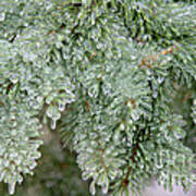 Ice-coated Norway Spruce #1 Poster