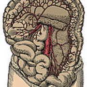 Inferior Mesenteric Artery And The Aorta #1 Poster