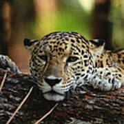 Jaguar Panthera Onca Portrait, Belize #1 Poster