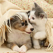 Kitten And Pup #1 Poster