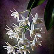 Little White Orchids #1 Poster