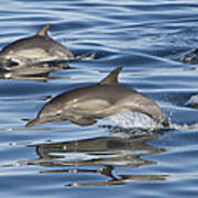 Longbeaked Common Dolphins Porpoising #1 Poster