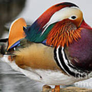 Mandarin Duck #1 Poster