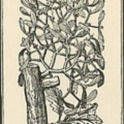 Mistletoe-alchemy Plant #4 Poster