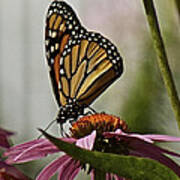 Monarch Butterfly Poster