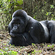 Mountain Gorilla Silverback Resting #1 Poster