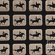 Muybridge Locomotion, Horse Leaping #1 Poster
