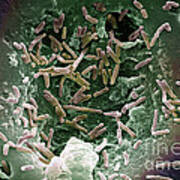 Mycobacterium Chelonae #1 Poster