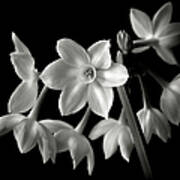 Narcissus In Black And White #1 Poster