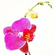 #orquideas #beauty #sweet #popularpics #1 Poster
