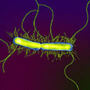 Proteus Vulgaris Bacteria, Sem #1 Poster