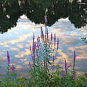 Purple Loosestrife #1 Poster
