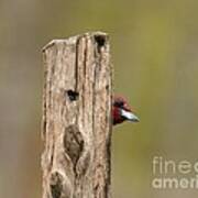 Red-headed Woodpecker #1 Poster
