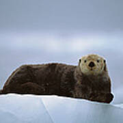 Sea Otter Enhydra Lutris Male Hauled #1 Poster