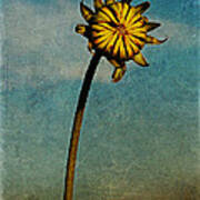 Sunflower #1 Poster