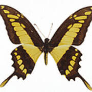 Swallowtail Butterfly #1 Poster