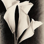 Three Calla Lilies #1 Poster