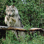 Timber Wolf Leaping Over Fallen Log #1 Poster